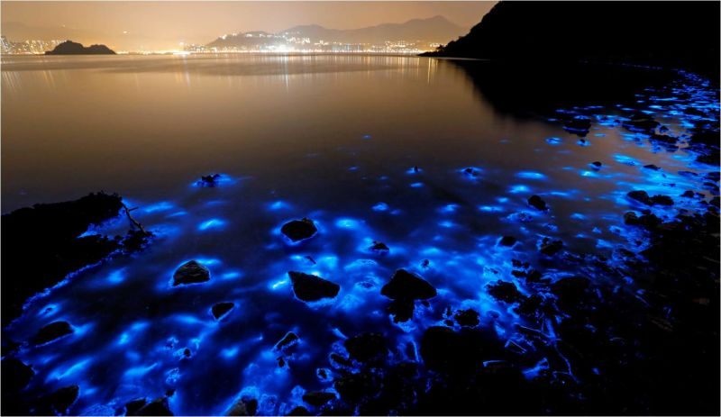 Bioluminiscencia en una playa de rocas en Hong Kong. Foto AP Images
